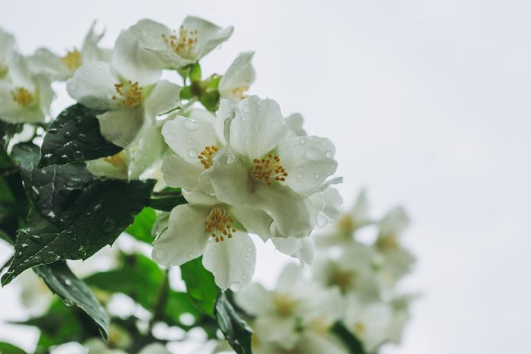 Fleurs véranda - Jasmin - Akena