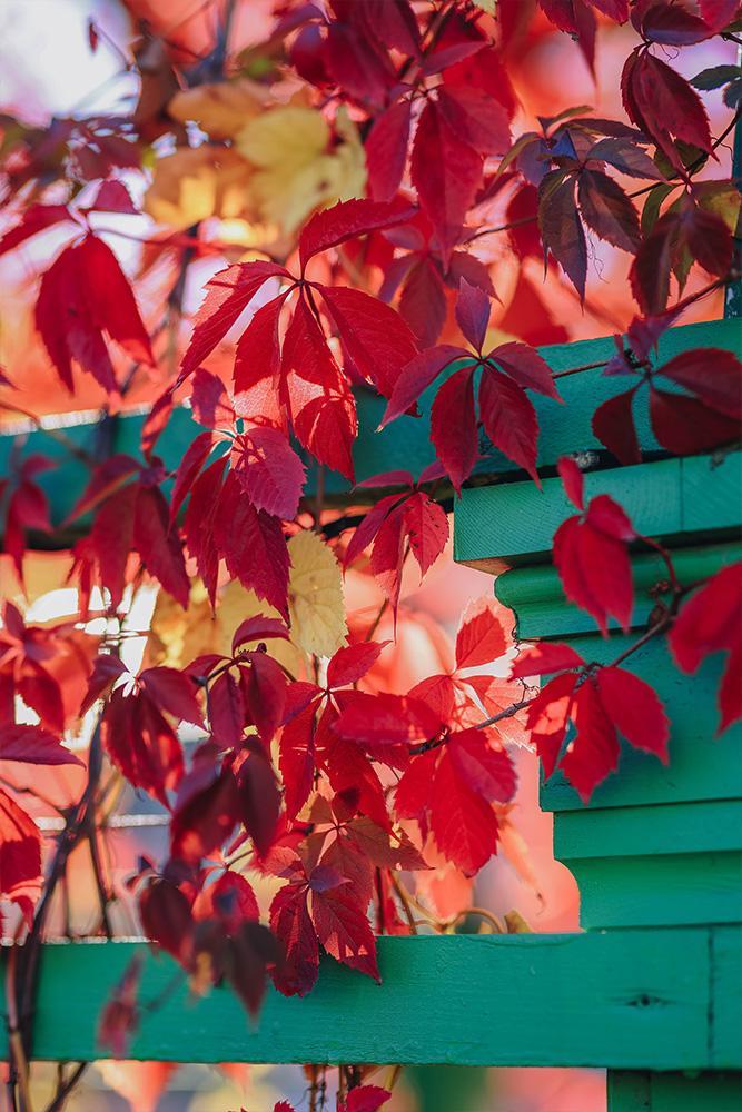 Akena Pergola - Végétaliser sa pergola