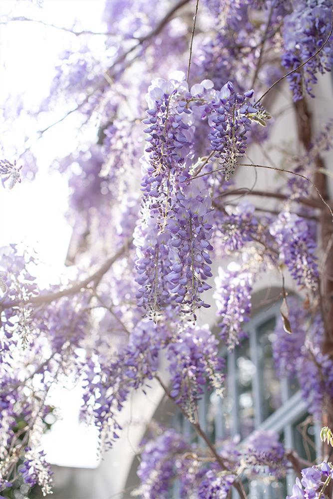 Quelles plantes grimpantes choisir pour une pergola ?